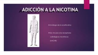  Análogo de la acetilcolina
 Se vincula a los receptores
colinérgicos nicotínicos
(nAChR)
N i c o t i n a
ADICCIÓN A LA NICOTINAADICCIÓN A LA NICOTINA
 