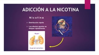 ADICCIÓN A LA NICOTINA
S u p r a r r e n a l e s
“Rush”
N i c o t i n a
 Distribución rápida
 Los efectos agudos se
disipan rápidamente.
 