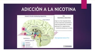 ADICCIÓN A LA NICOTINA
NAc
Área tegmental Ventral (VTA)
PFC
Vías
mesolímbica y mesocortical
Origen en el Área Tegmental Ventral
y envían proyecciones ascendentes al
núcleo Accumbens (NAc) y la corteza
prefrontal (PFC), respectivamente.
• Fuertemente activados por la nicotina.
 