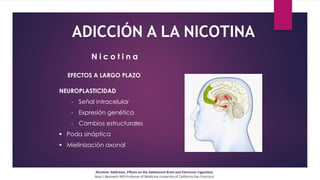 ADICCIÓN A LA NICOTINA
Nicotine: Addiction, Effects on the Adolescent Brain and Electronic Cigarettes
Neal L Benowitz MD Professor of Medicine University of California San Francisco
EFECTOS A LARGO PLAZO
NEUROPLASTICIDAD
- Señal intracelular
- Expresión genética
- Cambios estructurales
 Poda sináptica
 Mielinización axonal
N i c o t i n a
 
