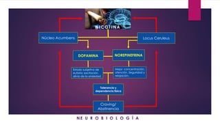Núcleo Acumbens Locus Ceruleus
Estado subjetivo de
euforia; excitación,
alivio de la ansiedad
NOREPINEFRINA
Craving/
Abstinencia
Tolerancia y
dependencia física
DOPAMINA
Mejor concentración,
atención. Seguridad y
relajación.
N I C O T I N A
N E U R O B I O L O G Í A
 