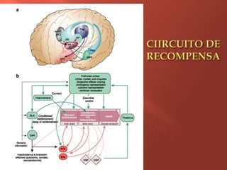 CIIRCUITO DE RECOMPENSA