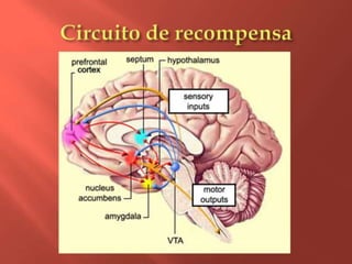 Circuito de recompensa