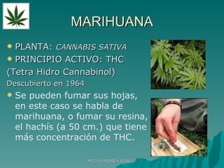 MARIHUANA PLANTA:  CANNABIS SATIVA PRINCIPIO ACTIVO: THC  (Tetra Hidro Cannabinol) Descubierto en 1964 Se pueden fumar sus hojas, en este caso se habla de marihuana, o fumar su resina, el hachís (a 50 cm.) que tiene más concentración de THC. MGTER ANDREA AGRELO 