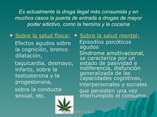 Es actualmente la droga ilegal más consumida y en muchos casos la puerta de entrada a drogas de mayor poder adictivo, como la heroína y la cocaína Sobre la salud física:   Efectos agudos sobre la cognición, bronco dilatación, taquicardia, desmayo, infarto, sobre la testosterona y la progesterona, sobre la conducta sexual, etc.  Sobre la salud mental: Episodios psicóticos  agudos Síndrome amotivacional , se caracteriza por un estado de pasividad e indiferencia, disfunción generalizada de las capacidades cognitivas, interpersonales y sociales  que persisten una vez interrumpido el consumo. MGTER ANDREA AGRELO 