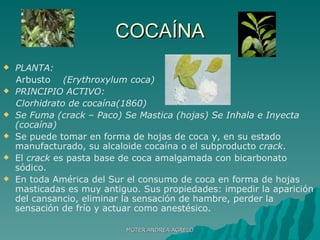 COCAÍNA PLANTA: Arbusto  (Erythroxylum coca) PRINCIPIO ACTIVO:  Clorhidrato de cocaína(1860) Se Fuma (crack – Paco) Se Mastica (hojas) Se Inhala e Inyecta (cocaína) Se puede tomar en forma de hojas de coca y, en su estado manufacturado, su alcaloide cocaína o el subproducto  crack .  El  crack  es pasta base de coca amalgamada con bicarbonato sódico. En toda América del Sur el consumo de coca en forma de hojas masticadas es muy antiguo. Sus propiedades: impedir la aparición del cansancio, eliminar la sensación de hambre, perder la sensación de frío y actuar como anestésico. MGTER ANDREA AGRELO 