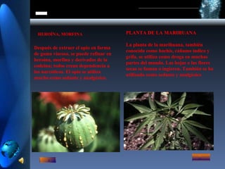 HEROÍNA, MORFINA Después de extraer el opio en forma de goma viscosa, se puede refinar en heroína, morfina y derivados de la codeína; todos crean dependencia a los narcóticos. El opio se utiliza mucho como sedante y analgésico. PLANTA DE LA MARIHUANA  La planta de la marihuana, también conocida como hachís, cáñamo índico y grifa, se utiliza como droga en muchas partes del mundo. Las hojas o las flores secas se fuman o ingieren. También se ha utilizado como sedante y analgésico 