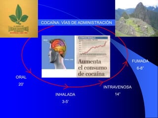 COCAÍNA: VÍAS DE ADMINISTRACIÓN
ORAL
20'
INHALADA
3-5'
INTRAVENOSA
14”
FUMADA
6-8”
 