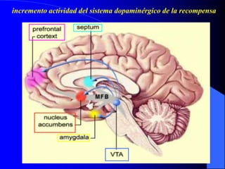 incremento actividad del sistema dopaminérgico de la recompensa
 