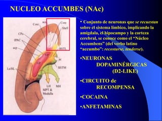 NUCLEO ACCUMBES (NAc)
• Conjunto de neuronas que se recuestan
sobre el sistema límbico, implicando la
amígdala, el hipocampo y la corteza
cerebral, se conoce como el “Núcleo
Accumbens” (del verbo latino
“accumbo”: recostarse, tenderse).
•NEURONAS
DOPAMINÉRGICAS
(D2-LIKE)
•CIRCUITO de
RECOMPENSA
•COCAINA
•ANFETAMINAS
 