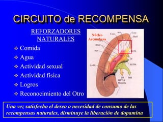 CIRCUITO de RECOMPENSA
REFORZADORES
NATURALES
 Comida
 Agua
 Actividad sexual
 Actividad física
 Logros
 Reconocimiento del Otro
Núcleo
Accumbens
Una vez satisfecho el deseo o necesidad de consumo de las
recompensas naturales, disminuye la liberación de dopamina
 