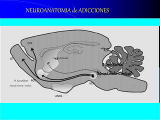 Nigro-Estrial
Meso-Limbo-Cortical
NEUROANATOMIA de ADICCIONES
N. Accumbens
Estriado Ventral / Límbico
Cuerpo Estriado
 