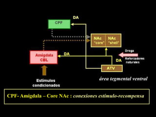 CPF- Amígdala – Core NAc : conexiones estímulo-recompensa
área tegmental ventral
 