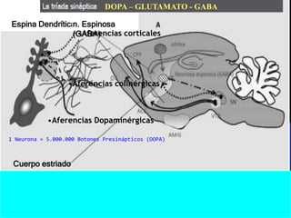 1 Neurona = 5.000.000 Botones Presinápticos (DOPA)
DOPA – GLUTAMATO - GABA
Espina Dendrítica n. espinosa
•Aferencias corticales
•Aferencias Dopaminérgicas
•Aferencias colinérgicas
Cuerpo estriado
n. Espinosa
(GABA)
 