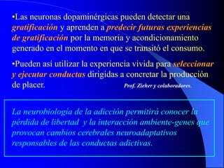 •Las neuronas dopaminérgicas pueden detectar una
gratificación y aprenden a predecir futuras experiencias
de gratificación por la memoria y acondicionamiento
generado en el momento en que se transitó el consumo.
•Pueden así utilizar la experiencia vivida para seleccionar
y ejecutar conductas dirigidas a concretar la producción
de placer. Prof. Zieher y colaboradores.
La neurobiología de la adicción permitirá conocer la
pérdida de libertad y la interacción ambiente-genes que
provocan cambios cerebrales neuroadaptativos
responsables de las conductas adictivas.
 