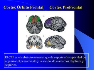 Cortex Órbito Frontal Cortex PreFrontal
El CPF es el substrato neuronal que da soporte a la capacidad de
organizar el pensamiento y la acción, de marcarnos objetivos y
seguirlos.
 