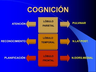 COGNICIÓN
LÓBULO
PARIETAL
LÓBULO
TEMPORAL
LÓBULO
FRONTAL
ATENCIÓN
RECONOCIMIENTO
PLANIFICACIÓN
PULVINAR
N.LAT.POST.
N.DORS.MEDIAL
 