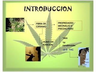 INTRODUCCION
FIBRA DE
CÁÑAMO
PROPIEDADES
MECINALES Y
PSICOACTIVAS
HUMO EN
IGNICIÓN
*400
*61
canabinoides
-Δ-9- THC
 