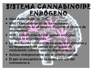• 1964Aislamiento del THC
• 1990  Descubrimiento de los receptores
cannabinoides en el cerebro. Próximo al sistema de
recompensa.
• 1994  Descubrimiento del ligando endógeno
natural: la anandamida.
• La distribución cerebral de los endocannabinoides y
los receptores hace pensar en un papel de
modulación sobre el sistema dopaminérgico.
• Actúan sinérgicamente con el sistema opioide.
• El gen se encuentra en la región q14-q15 del
cromosoma 6.
SISTEMA CANNABINOIDE
ENDÓGENO
 