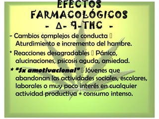 - Cambios complejos de conducta 
Aturdimiento e incremento del hambre.
* Reacciones desagradables  Pánico,
alucinaciones, psicosis aguda, ansiedad.
* “Sx amotivacional”  Jóvenes que
abandonan las actividades sociales, escolares,
laborales o muy poco interés en cualquier
actividad productiva + consumo intenso.
EFECTOS
FARMACOLÓGICOS
- Δ- 9-THC -
 
