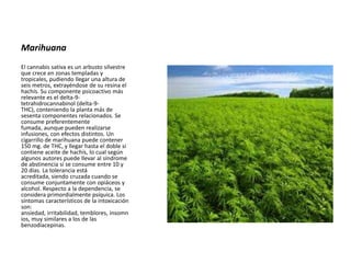 Marihuana
El cannabis sativa es un arbusto silvestre
que crece en zonas templadas y
tropicales, pudiendo llegar una altura de
seis metros, extrayéndose de su resina el
hachís. Su componente psicoactivo más
relevante es el delta-9-
tetrahidrocannabinol (delta-9-
THC), conteniendo la planta más de
sesenta componentes relacionados. Se
consume preferentemente
fumada, aunque pueden realizarse
infusiones, con efectos distintos. Un
cigarrillo de marihuana puede contener
150 mg. de THC, y llegar hasta el doble si
contiene aceite de hachís, lo cual según
algunos autores puede llevar al síndrome
de abstinencia si se consume entre 10 y
20 días. La tolerancia está
acreditada, siendo cruzada cuando se
consume conjuntamente con opiáceos y
alcohol. Respecto a la dependencia, se
considera primordialmente psíquica. Los
síntomas característicos de la intoxicación
son:
ansiedad, irritabilidad, temblores, insomn
ios, muy similares a los de las
benzodiacepinas.
 