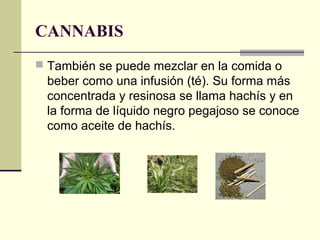 CANNABIS
 También se puede mezclar en la comida o
beber como una infusión (té). Su forma más
concentrada y resinosa se llama hachís y en
la forma de líquido negro pegajoso se conoce
como aceite de hachís.
 
