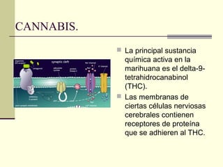 CANNABIS.
 La principal sustancia
química activa en la
marihuana es el delta-9-
tetrahidrocanabinol
(THC).
 Las membranas de
ciertas células nerviosas
cerebrales contienen
receptores de proteína
que se adhieren al THC.
 