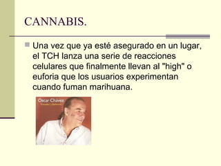 CANNABIS.
 Una vez que ya esté asegurado en un lugar,
el TCH lanza una serie de reacciones
celulares que finalmente llevan al "high" o
euforia que los usuarios experimentan
cuando fuman marihuana.
 