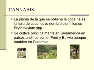 CANNABIS.
 La planta de la que se obtiene la cocaína es
la hoja de coca, cuyo nombre científico es
Erythroxylum spp.
 Se cultiva principalmente en Sudamérica en
países andinos como: Perú y Bolivia aunque
también en Colombia.
 