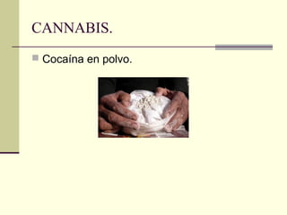 CANNABIS.
 Cocaína en polvo.
 