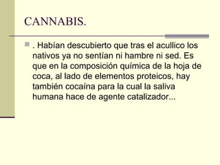 CANNABIS.
 . Habían descubierto que tras el acullico los
nativos ya no sentían ni hambre ni sed. Es
que en la composición química de la hoja de
coca, al lado de elementos proteicos, hay
también cocaína para la cual la saliva
humana hace de agente catalizador...
 