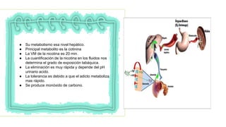 ● Su metabolismo esa nivel hepático.
● Principal metabolito es la cotinina
● La VM de la nicotina es 20 min.
● La cuantificación de la nicotina en los fluidos nos
determina el grado de exposición tabáquica.
● La eliminación es muy rápida y depende del pH
urinario acido.
● La tolerancia es debido a que el adicto metaboliza
mas rápido.
● Se produce monóxido de carbono.
 
