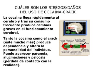 CUÁLES SON LOS RIESGOS/DAÑOS DEL USO DE COCAÍNA-CRACK La cocaína llega rápidamente al cerebro y tras su consumo frecuente produce cambios graves en el funcionamiento cerebral.  Tanto la cocaína como el crack (éste mucho más) produce dependencia y altera la personalidad del individuo. Puede aparecer paranoia, alucinaciones y psicosis (pérdida de contacto con la realidad).  