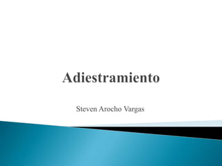 Steven Arocho Vargas
 