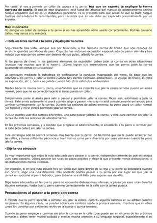 Por tanto, si vas a ponerle un collar de cabeza a tu perro, haz que un experto te explique la forma
correcta de usarlo. El uso de este dispositivo está fuera del alcance del manual de adiestramiento canino
porque considero que no es un dispositivo necesario. Te lo presento para que sepas de qué se trata porque
muchos entrenadores lo recomiendan, pero recuerda que su uso debe ser explicado personalmente por un
experto.

Muy importante
No pongas un collar de cabeza a tu perro si no has aprendido cómo usarlo correctamente. Podrías causarle
daños muy serios a tu mascota.

- Ponle un arnés normal a tu perro y déjalo jalar la correa

Seguramente has visto, aunque sea por televisión, a los famosos perros de trineo que son capaces de
arrastrar grandes cantidades de peso. O quizás has visto una exposición especializada de pastor alemán y has
notado que esos perros corren por delante de sus guías, jalando la correa.

Ni los perros de trineo ni los pastores alemanes de exposición deben jalar la correa en otras situaciones
(aunque hay muchos que sí lo hacen). ¿Cómo logran sus entrenadores que los perros jalen la correa
solamente en ciertas circunstancias?

Lo consiguen mediante la estrategia de perfeccionar la conducta inapropiada del perro. Es decir que les
enseñan a los perros a jalar la correa cuando hay ciertos estímulos ambientales (el equipo de trineo, la pista
de exposición, etc.), pero a no jalarla cuando hay otros estímulos ambientales.

Puedes hacer lo mismo con tu perro, enseñándole que es correcto que jale la correa si tiene puesto un arnés
normal, pero que no es correcto hacerlo si tiene puesto un collar.

Simplemente ponle el arnés para salir a pasear y permítele jalar la correa. Mejor aún, estimúlalo a jalar la
correa. Este arnés solamente lo usará cuando salga a pasear mientras no esté completamente entrenado para
caminar correctamente con la correa. Durante las sesiones de adiestramiento, tu perro usará un collar normal
(de hebilla) y no le estará permitido jalar la correa.

Incluso puedes usar dos correas diferentes, una para pasear jalando la correa, y otra para caminar sin jalar la
correa durante las sesiones de adiestramiento.

En las próximas semanas, y a medida que progrese el adiestramiento, le enseñarás a tu perro a caminar por
la calle (con collar) sin jalar la correa.

Esta estrategia sólo te servirá si tienes más fuerza que tu perro, de tal forma que no te puede arrastrar por
las calles, y tienes suficiente paciencia y buen humor como para divertirte por unas semanas cuando tu perro
jala la correa.

- Elije la ruta adecuada

Es muy importante que elijas la ruta adecuada para pasear a tu perro, independientemente de qué estrategia
uses para pasearlo. Debes conocer las rutas de paseo posibles y elegir la que presente menos distracciones, o
las distracciones menos intensas.

Por ejemplo, si en una ruta posible hay un perro que ladra detrás de la reja y tu perro se desespera cuando
eso ocurre, elige una ruta diferente. Más adelante podrás pasear a tu perro por ese lugar sin que jale la
correa ni reaccione al perro ladrador, pero todavía no está listo para superar ese desafío.

Elige rutas adecuadas en las que tu perro no encuentre distracciones intensas, y pasea por esas rutas durante
algunas semanas, hasta que tu perro camine correctamente en la calle con la correa puesta.

Precauciones al pasear a tu perro con correa

A medida que tu perro aprenda a caminar sin jalar la correa, notarás algunos cambios en su actitud durante
los paseos. En algunos casos, se pueden notar esos cambios desde la primera semana, mientras que en otros
casos los cambios son evidentes recién en la cuarta o quinta semana.

Cuando tu perro empiece a caminar sin jalar la correa en la calle (que puede ser en el curso de las próximas
semanas), debes tener mucho cuidado y prestar mucha atención a su lenguaje corporal, especialmente si es
 