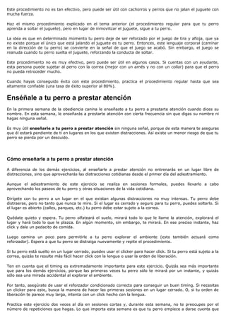 Este procedimiento no es tan efectivo, pero puede ser útil con cachorros y perros que no jalan el juguete con
mucha fuerza.

Haz el mismo procedimiento explicado en el tema anterior (el procedimiento regular para que tu perro
aprenda a soltar el juguete), pero en lugar de inmovilizar el juguete, sigue a tu perro.

La idea es que en determinado momento tu perro deje de ser reforzado por el juego de tira y afloja, que ya
no existe porque el único que está jalando el juguete es tu perro. Entonces, este lenguaje corporal (caminar
en la dirección de tu perro) se convierte en la señal de que el juego se acabó. Sin embargo, el juego se
reanuda cuando tu perro suelta el juguete, reforzando la conducta de soltar.

Este procedimiento no es muy efectivo, pero puede ser útil en algunos casos. Si cuentas con un ayudante,
esta persona puede sujetar al perro con la correa (mejor con un arnés y no con un collar) para que el perro
no pueda retroceder mucho.

Cuando hayas conseguido éxito con este procedimiento, practica el procedimiento regular hasta que sea
altamente confiable (una tasa de éxito superior al 80%).


Enséñale a tu perro a prestar atención
En la primera semana de la obediencia canina le enseñaste a tu perro a prestarte atención cuando dices su
nombre. En esta semana, le enseñarás a prestarte atención con cierta frecuencia sin que digas su nombre ni
hagas ninguna señal.

Es muy útil enseñarle a tu perro a prestar atención sin ninguna señal, porque de esta manera te aseguras
que él estará pendiente de ti en lugares en los que existen distracciones. Así existe un menor riesgo de que tu
perro se pierda por un descuido.




Cómo enseñarle a tu perro a prestar atención

A diferencia de los demás ejercicios, al enseñarle a prestar atención no entrenarás en un lugar libre de
distracciones, sino que aprovecharás las distracciones cotidianas desde el primer día del adiestramiento.

Aunque el adiestramiento de este ejercicio se realiza en sesiones formales, puedes llevarlo a cabo
aprovechando los paseos de tu perro y otras situaciones de la vida cotidiana.

Dirígete con tu perro a un lugar en el que existan algunas distracciones no muy intensas. Tu perro debe
distraerse, pero no tanto que nunca te mire. Si el lugar es cerrado y seguro para tu perro, puedes soltarlo. Si
el lugar es abierto (calles, parques, etc.) tu perro debe estar sujeto a la correa.

Quédate quieto y espera. Tu perro olfateará el suelo, mirará todo lo que le llame la atención, explorará el
lugar y hará todo lo que le plazca. En algún momento, sin embargo, te mirará. En ese preciso instante, haz
click y dale un pedacito de comida.

Luego camina un poco para permitirle a tu perro explorar el ambiente (esto también actuará como
reforzador). Espera a que tu perro se distraiga nuevamente y repite el procedimiento.

Si tu perro está suelto en un lugar cerrado, puedes usar el clicker para hacer click. Si tu perro está sujeto a la
correa, quizás te resulte más fácil hacer click con la lengua o usar la orden de liberación.

Ten en cuenta que el timing es extremadamente importante para este ejercicio. Quizás sea más importante
que para los demás ejercicios, porque las primeras veces tu perro sólo te mirará por un instante, y quizás
sólo sea una mirada accidental al explorar el ambiente.

Por tanto, asegúrate de usar el reforzador condicionado correcto para conseguir un buen timing. Si necesitas
un clicker para esto, busca la manera de hacer las primeras sesiones en un lugar cerrado. O, si tu orden de
liberación te parece muy larga, intenta con un click hecho con la lengua.

Practica este ejercicio dos veces al día en sesiones cortas y, durante esta semana, no te preocupes por el
número de repeticiones que hagas. Lo que importa esta semana es que tu perro empiece a darse cuenta que
 