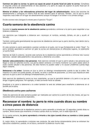 Caminar sin jalar la correa: tu perro es capaz de pasar el punto focal sin jalar la correa. Completas
el segundo criterio de adiestramiento en dos sesiones y tu perro es capaz de superar el punto focal por el
mismo lado de la distracción.

Elimina el clicker y los reforzadores primarios del lugar de adiestramiento. Haces dos sesiones de
adiestramiento y consigues el criterio final de esta semana para el ejercicio "Échate", con lo que tu perro
responde a esa orden en el lugar de adiestramiento aunque no tengas ni el clicker ni la comida contigo.

En dos sesiones más consigues lo mismo para el ejercicio "En pie".

Cuarta semana de la obediencia canina
Durante la cuarta semana de la obediencia canina aprenderás a entrenar a tu perro para responder a tus
órdenes a distancia.

Los ejercicios que trabajarás a distancia son: reconocer el nombre, sentado, échate, en pie y acudir al
llamado.

También continuarás generalizando los ejercicios de obediencia canina que tu perro domina, bien dentro de tu
casa o en la calle.

En esta semana tu perro aprenderá a ignorar comida en el suelo, con lo que fortalecerás la orden "Deja". Tu
perro también aprenderá a caminar sin jalar la correa con distracciones en diferentes lugares, no solamente
un punto focal.

Además de todo lo anterior, durante esta semana de la obediencia canina aprenderás a entrenar dos nuevos
ejercicios: saludar adecuadamente a las personas y detenerse a la orden.

Saludar adecuadamente a las personas. Este ejercicio consiste en que tu perro salude a las personas que
llegan a casa sin saltarles encima. Los perros deben sentarse o al menos mantener sus cuatro patas sobre el
suelo cuando saludan a las personas. De esta manera no pueden saltar y no causan problemas cuando llega
algún visitante.

Detenerse a la orden. Consiste en que tu perro se detenga inmediatamente cuando le das la orden. No
importa si tu perro se queda parado, se sienta, se echa o cambia de posiciones. Lo único que importa en este
ejercicio es que tu perro se detenga inmediatamente y te mire.

Este ejercicio de obediencia canina es muy importante, ya que te permitirá detener a tu perro si es que se
dirige a lugares peligrosos. Por ejemplo, si está corriendo hacia la calzada.

Enseñarle a tu perro a detenerse a la orden también te será de utilidad para enseñarle a detenerse en el
bordillo de la acera.

Obediencia canina para cachorros

Todos los ejercicios de esta semana pueden ser realizados por cachorros a partir de los dos meses, así que no
necesitas tomar precauciones especiales.


Reconocer el nombre: tu perro te mira cuando dices su nombre
a cinco pasos de distancia
En la segunda semana de la obediencia canina tu perro aprendió a mirarte por 15 segundos cuando dices su
nombre. Ahora tienes que enseñarle a mirarte cuando dices su nombre, aún si estás lejos de él.

En la cuarta semana, tu perro aprenderá a mirarte a los ojos cuando dices su nombre a cinco pasos
de distancia.

O, mejor dicho, tú aprenderás a entrenar esa conducta. De esta forma comprenderás cómo se entrenan los
ejercicios a distancia y podrás, en el futuro, aumentar la distancia mucho más.
 