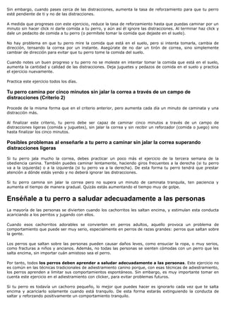 Sin embargo, cuando pases cerca de las distracciones, aumenta la tasa de reforzamiento para que tu perro
esté pendiente de ti y no de las distracciones.

A medida que progreses con este ejercicio, reduce la tasa de reforzamiento hasta que puedas caminar por un
minuto sin hacer click ni darle comida a tu perro, y aún así él ignore las distracciones. Al terminar haz click y
dale un pedacito de comida a tu perro (o permítele tomar la comida que dejaste en el suelo).

No hay problema en que tu perro mire la comida que está en el suelo, pero si intenta tomarla, cambia de
dirección, tensando la correa por un instante. Asegúrate de no dar un tirón de correa, sino simplemente
cambiar de dirección para evitar que tu perro tome la comida del suelo.

Cuando notes un buen progreso y tu perro no se moleste en intentar tomar la comida que está en el suelo,
aumenta la cantidad y calidad de las distracciones. Deja juguetes y pedazos de comida en el suelo y practica
el ejercicio nuevamente.

Practica este ejercicio todos los días.

Tu perro camina por cinco minutos sin jalar la correa a través de un campo de
distracciones (Criterio 2)

Procede de la misma forma que en el criterio anterior, pero aumenta cada día un minuto de caminata y una
distracción más.

Al finalizar este criterio, tu perro debe ser capaz de caminar cinco minutos a través de un campo de
distracciones ligeras (comida y juguetes), sin jalar la correa y sin recibir un reforzador (comida o juego) sino
hasta finalizar los cinco minutos.

Posibles problemas al enseñarle a tu perro a caminar sin jalar la correa superando
distracciones ligeras

Si tu perro jala mucho la correa, debes practicar un poco más el ejercicio de la tercera semana de la
obediencia canina. También puedes caminar lentamente, haciendo giros frecuentes a la derecha (si tu perro
va a la izquierda) o a la izquierda (si tu perro va a la derecha). De esta forma tu perro tendrá que prestar
atención a dónde estás yendo y no deberá ignorar las distracciones.

Si tu perro camina sin jalar la correa pero no supera un minuto de caminata tranquila, ten paciencia y
aumenta el tiempo de manera gradual. Quizás estás aumentando el tiempo muy de golpe.


Enséñale a tu perro a saludar adecuadamente a las personas
La mayoría de las personas se divierten cuando los cachorritos les saltan encima, y estimulan esta conducta
acariciando a los perritos y jugando con ellos.

Cuando esos cachorritos adorables se convierten en perros adultos, aquello provoca un problema de
comportamiento que puede ser muy serio, especialmente en perros de razas grandes: perros que saltan sobre
la gente.

Los perros que saltan sobre las personas pueden causar daños leves, como ensuciar la ropa, o muy serios,
como fracturas a niños y ancianos. Además, no todas las personas se sienten cómodas con un perro que les
salta encima, sin importar cuán amistoso sea el perro.

Por tanto, todos los perros deben aprender a saludar adecuadamente a las personas. Este ejercicio no
es común en las técnicas tradicionales de adiestramiento canino porque, con esas técnicas de adiestramiento,
los perros aprenden a limitar sus comportamientos espontáneos. Sin embargo, es muy importante tomar en
cuenta este ejercicio en el adiestramiento con clicker, para evitar problemas futuros.

Si tu perro es todavía un cachorro pequeño, lo mejor que puedes hacer es ignorarlo cada vez que te salta
encima y acariciarlo solamente cuando está tranquilo. De esta forma estarás extinguiendo la conducta de
saltar y reforzando positivamente un comportamiento tranquilo.
 