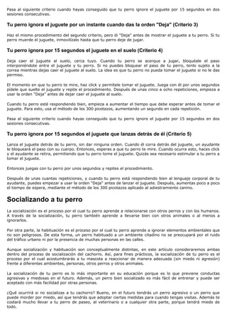Pasa al siguiente criterio cuando hayas conseguido que tu perro ignore el juguete por 15 segundos en dos
sesiones consecutivas.

Tu perro ignora el juguete por un instante cuando das la orden "Deja" (Criterio 3)

Haz el mismo procedimiento del segundo criterio, pero di "Deja" antes de mostrar el juguete a tu perro. Si tu
perro muerde el juguete, inmovilízalo hasta que tu perro deje de jugar.

Tu perro ignora por 15 segundos el juguete en el suelo (Criterio 4)

Deja caer el juguete al suelo, cerca tuyo. Cuando tu perro se acerque a jugar, bloquéale el paso
interponiéndote entre el juguete y tu perro. Si no puedes bloquear el paso de tu perro, tenlo sujeto a la
correa mientras dejas caer el juguete al suelo. La idea es que tu perro no pueda tomar el juguete si no le das
permiso.

El momento en que tu perro te mire, haz click y permítele tomar el juguete. Juega con él por unos segundos
pídele que suelte el juguete y repite el procedimiento. Después de unas cinco a ocho repeticiones, empieza a
usar la orden "Deja" antes de dejar caer el juguete al suelo.

Cuando tu perro esté respondiendo bien, empieza a aumentar el tiempo que debe esperar antes de tomar el
juguete. Para esto, usa el método de los 300 picotazos, aumentando un segundo en cada repetición.

Pasa al siguiente criterio cuando hayas conseguido que tu perro ignore el juguete por 15 segundos en dos
sesiones consecutivas.

Tu perro ignora por 15 segundos el juguete que lanzas detrás de él (Criterio 5)

Lanza el juguete detrás de tu perro, sin dar ninguna orden. Cuando él corra detrás del juguete, un ayudante
le bloqueará el paso con su cuerpo. Entonces, esperas a que tu perro te mire. Cuando ocurra esto, haces click
y el ayudante se retira, permitiendo que tu perro tome el juguete. Quizás sea necesario estimular a tu perro a
tomar el juguete.

Entonces juegas con tu perro por unos segundos y repites el procedimiento.

Después de unas cuantas repeticiones, y cuando tu perro está respondiendo bien al lenguaje corporal de tu
ayudante, puedes empezar a usar la orden "Deja" antes de lanzar el juguete. Después, aumentas poco a poco
el tiempo de espera, mediante el método de los 300 picotazos aplicado al adiestramiento canino.


Socializando a tu perro
La socialización es el proceso por el cual tu perro aprende a relacionarse con otros perros y con los humanos.
A través de la socialización, tu perro también aprende a llevarse bien con otros animales o al menos a
ignorarlos.

Por otra parte, la habituación es el proceso por el cual tu perro aprende a ignorar elementos ambientales que
no son peligrosos. De esta forma, un perro habituado a un ambiente citadino no se preocupará por el ruido
del tráfico urbano ni por la presencia de muchas personas en las calles.

Aunque socialización y habituación son conceptualmente distintas, en este artículo consideraremos ambas
dentro del proceso de socialización del cachorro. Así, para fines prácticos, la socialización de tu perro es el
proceso por el cual acostumbrarás a tu mascota a reaccionar de manera adecuada (sin miedo ni agresión)
frente a diferentes ambientes, personas, otros perros y otros animales.

La socialización de tu perro es lo más importante en su educación porque es lo que previene conductas
agresivas y miedosas en el futuro. Además, un perro bien socializado es más fácil de entrenar y puede ser
aceptado con más facilidad por otras personas.

¿Qué ocurrirá si no socializas a tu cachorro? Bueno, en el futuro tendrás un perro agresivo o un perro que
puede morder por miedo, así que tendrás que adoptar ciertas medidas para cuando tengas visitas. Además te
costará mucho llevar a tu perro de paseo, al veterinario o a cualquier otra parte, porque tendrá miedo de
todo.
 