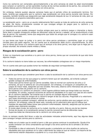 Como los cachorros son comprados aproximadamente a las ocho semanas de edad (la edad recomendable
para comprar un cachorro), ya han aprendido muchas de las normas sociales de los perros. Así, conocerán las
señales básicas para la interacción armoniosa con otros perros.

Sin embargo, todavía quedan algunas semanas hasta que el período crítico de socialización termine. Por
tanto, tendrás que asegurarte que tu cachorro siga socializando con otros perros durante este tiempo. Por
supuesto, también tendrás que asegurarte que siga socializando después de sus 12 semanas de vida, pero ya
no necesitarás un programa sistemático para eso.

La socialización perro - perro es un asunto relativamente fácil cuando se trata de cachorros de ocho semanas
de edad. De hecho, simplemente consiste en que consigas amigos de juegos para tu cachorro y la
socialización ocurrirá por sí sola.

Lo importante es que puedas conseguir muchos amigos para que tu cachorro juegue o interactúe a diario.
Sería ideal si puedes conseguirle amigos de diferentes razas de perros y edades, así se acostumbrará a todo
tipo de perros. Por supuesto, tienes que asegurarte que todos los amigos que le consigas a tu cachorro sean
saludables y amistosos.

Lo que tienes que hacer es juntar a tu perro con otros perros amistosos y permitirles jugar en un lugar
cercado para que estén seguros. Ten en cuenta que la socialización debe ocurrir voluntariamente. Es decir
que no tienes que forzar a tu cachorro para que se acerque a los otros perros, sino dejar que lo haga por su
propia voluntad. Así evitarás crearle miedos y fobias.

Riesgos de la socialización perro - perro

Si bien es importante que socialices a tu perro con otros perros, tienes que ser consciente de que esto tiene
algunos riesgos.

Si tu cachorro todavía no tiene todas sus vacunas, las enfermedades contagiosas son un riesgo importante.

Ten en cuenta esto para que puedas tomar las medidas de seguridad correspondientes.

Sobre la socialización de tu cachorro con otros perros

Los aspectos que tienes que considerar para llevar a cabo la socialización de tu cachorro con otros perros son:

      Todos los perros con los que juegue tu cachorro tienen que ser saludables, así evitarás cualquier
       posible contagio de enfermedades.
      Todos esos perros tienen que ser perros sociables. Esto es normal con cachorros de ocho a 12
       semanas, así que no debería ser una preocupación. Sin embargo, si consigues un compañero de
       juegos de mayor edad, asegúrate que sea sociable. Para esto, observa cómo interactúa ese perro con
       otros perros antes de juntarlo con tu cachorro.
      No socialices a tu cachorro en parques u otros lugares públicos hasta que tenga todas sus vacunas
       completas. En cambio, organiza reuniones de cachorros saludables en tu casa o en casa de otro dueño
       de un cachorro saludable. Así evitarás que tu perrito se contagie alguna enfermedad.
      Asegúrate que todos los amigos de tu cachorro tengan al día sus vacunas. Pregúntale a tu veterinario
       qué cosas recomienda que tomes en cuenta.
      Sería ideal que pudieses conseguir, además de cachorros, perros adultos para que jueguen con tu
       cachorro. Sin embargo, antes de hacer esto, consulta con el veterinario para que te indique qué
       medidas de seguridad debes tomar para prevenir enfermedades. Además, asegúrate que los perros
       adultos sean realmente sociables.
      Si existe algún kinder de cachorros en tu ciudad, inscribe a tu perro. Esta es una de las mejores
       formas de ayudar en la socialización porque tu perrito conocerá perros de diferentes razas.
      Supervisa todas las interacciones de tu cachorro con otros perros.

Como no siempre resulta fácil llevar a cabo las actividades indicadas anteriormente, aquí hay algunas ideas
para conseguir amigos caninos para tu cachorro:

      Habla con el criador que te vendió el perro y dile que quieres continuar la socialización. Quizás él te
       pueda contactar con otros compradores que tengan a los otros cachorros de la camada o de otras
       camadas.
      Coméntale tu idea al veterinario. Él te podrá ayudar a contactarte con otros dueños de cachorros
       saludables para que socialicen en tu casa o alternando las casas en que se reúnen. La mayoría de los
       veterinarios estarán dispuestos a ayudarte a ti y a sus otros clientes.
 