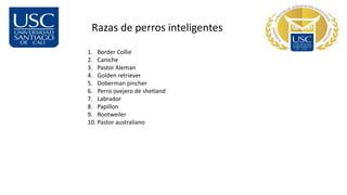 Razas de perros inteligentes
1. Border Collie
2. Caniche
3. Pastor Aleman
4. Golden retriever
5. Doberman pincher
6. Perro ovejero de shetland
7. Labrador
8. Papillon
9. Rootweiler
10. Pastor australiano
 
