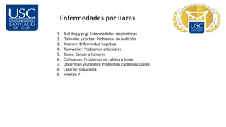 Enfermedades por Razas
1. Bull dog y pug: Enfermedades respiratorias
2. Dalmatas y cocker: Problemas de audición
3. Yorshire: Enfermedad hepatica
4. Rootweiler: Problemas articulares
5. Boxer: Cancer y tumores
6. Chihuahua: Problemas de cabeza y torax
7. Doberman y Grandes: Problemas cardiovasculares
8. Caniche: Glaucoma
9. Mestizo ?
 