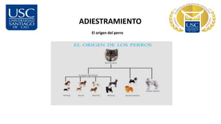 ADIESTRAMIENTO
El origen del perro
 