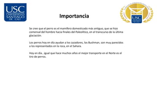 Importancia
Se cree que el perro es el mamífero domesticado más antiguo, que se hizo
comensal del hombre hacia finales del Paleolítico, en el transcurso de la última
glaciación.
Los perros hoy en día ayudan a los cazadores, los Bushman, son muy parecidos
a los representados en la roca, en el Sahara.
Hoy en día , igual que hace muchos años el mejor transporte en el Norte es el
tiro de perros.
 