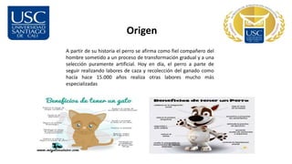 Origen
A partir de su historia el perro se afirma como fiel compañero del
hombre sometido a un proceso de transformación gradual y a una
selección puramente artificial. Hoy en día, el perro a parte de
seguir realizando labores de caza y recolección del ganado como
hacía hace 15.000 años realiza otras labores mucho más
especializadas
 