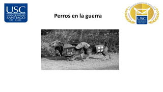 Perros en la guerra
 