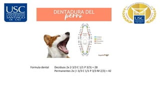 Formula dental Deciduos 2x (I 3/3 C 1/1 P 3/3) = 28
Permanentes 2x ( I 3/3 C 1/1 P 3/3 M 2/3) = 42
 