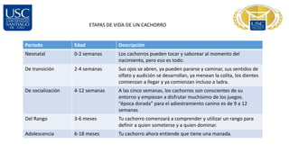 ETAPAS DE VIDA DE UN CACHORRO
Periodo Edad Descripción
Neonatal 0-2 semanas Los cachorros pueden tocar y saborear al momento del
nacimiento, pero eso es todo.
De transición 2-4 semanas Sus ojos se abren, ya pueden pararse y caminar, sus sentidos de
olfato y audición se desarrollan, ya menean la colita, los dientes
comienzan a llegar y ya comienzan incluso a ladra.
De socialización 4-12 semanas A las cinco semanas, los cachorros son conscientes de su
entorno y empiezan a disfrutar muchísimo de los juegos.
“época dorada” para el adiestramiento canino es de 9 a 12
semanas
Del Rango 3-6 meses Tu cachorro comenzará a comprender y utilizar un rango para
definir a quien someterse y a quien dominar.
Adolescencia 6-18 meses Tu cachorro ahora entiende que tiene una manada.
 