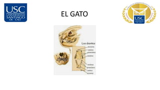 EL GATO
 