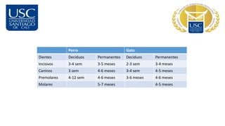Perro Gato
Dientes Deciduos Permanentes Deciduos Permanentes
Incisivos 3-4 sem 3-5 meses 2-3 sem 3-4 meses
Caninos 3 sem 4-6 meses 3-4 sem 4-5 meses
Premolares 4-12 sem 4-6 meses 3-6 meses 4-6 meses
Molares 5-7 meses 4-5 meses
 